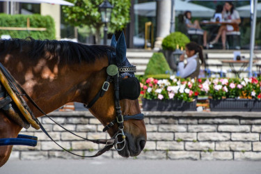 schweiz_2022_1